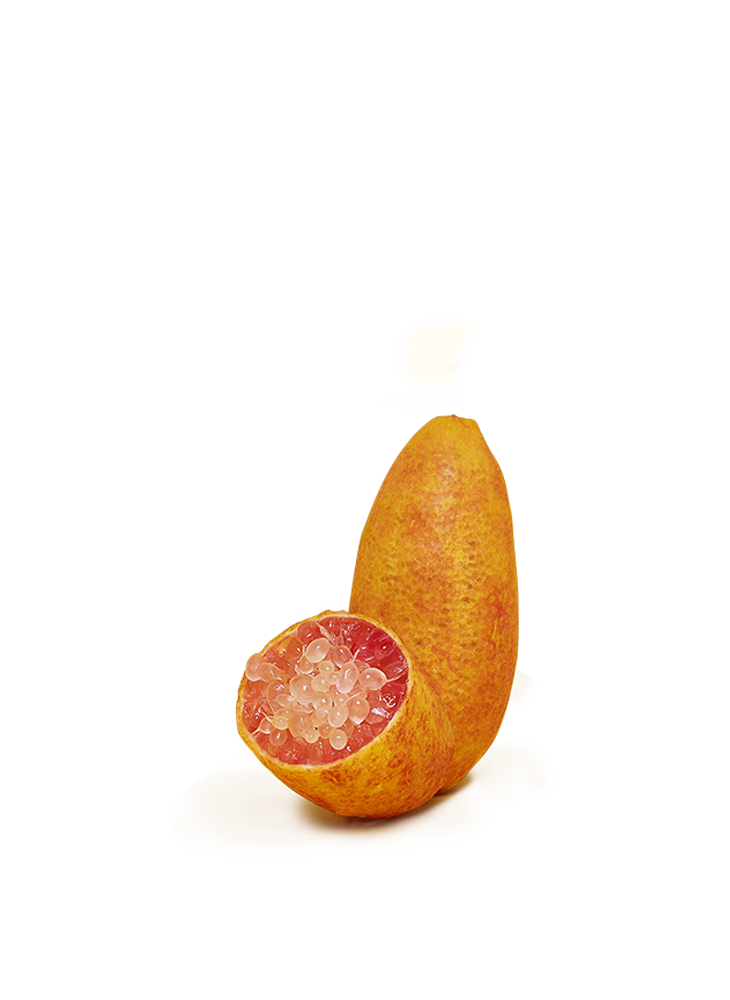 Mandarine Setoka – L'agrumiste